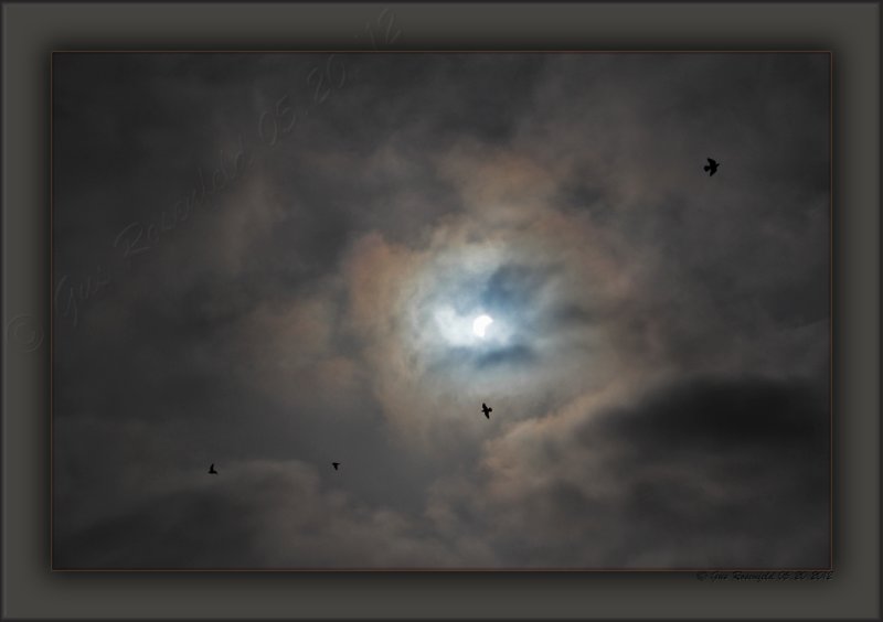 2012 Annular Solar Eclipse From Santa Monica - And, The Ravens Came Out To Play