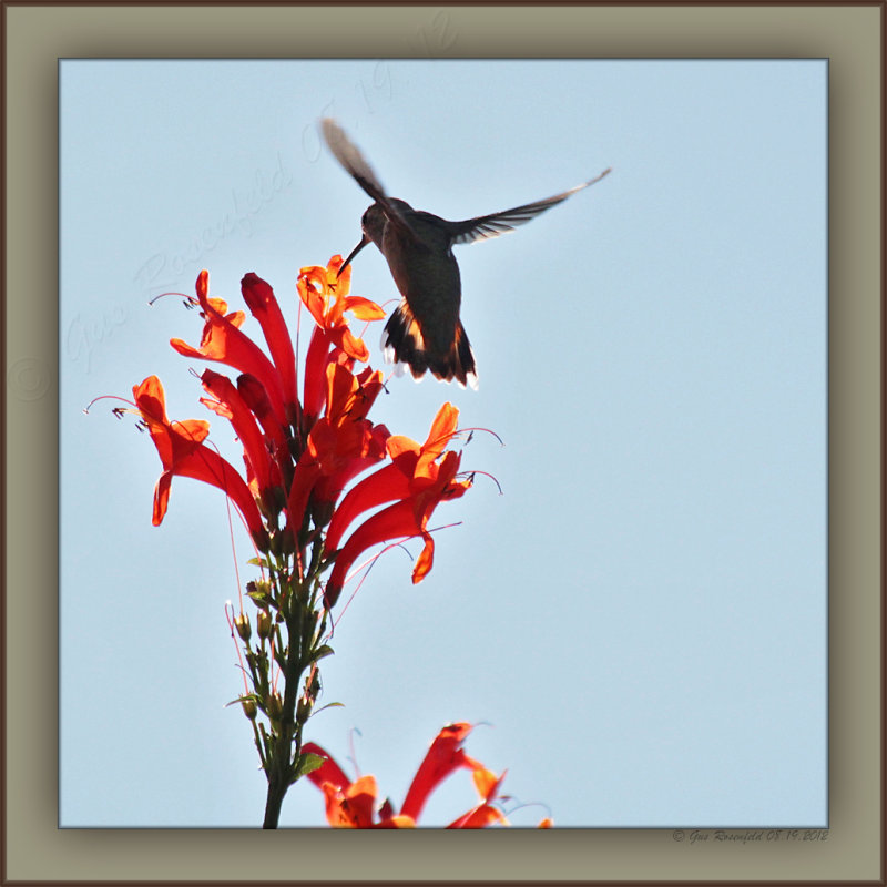 Summer Hummer