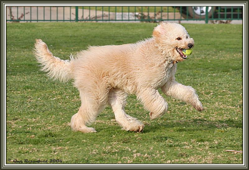 Proof: Tennis Balls Are Better Than Prozac<sup></sup>