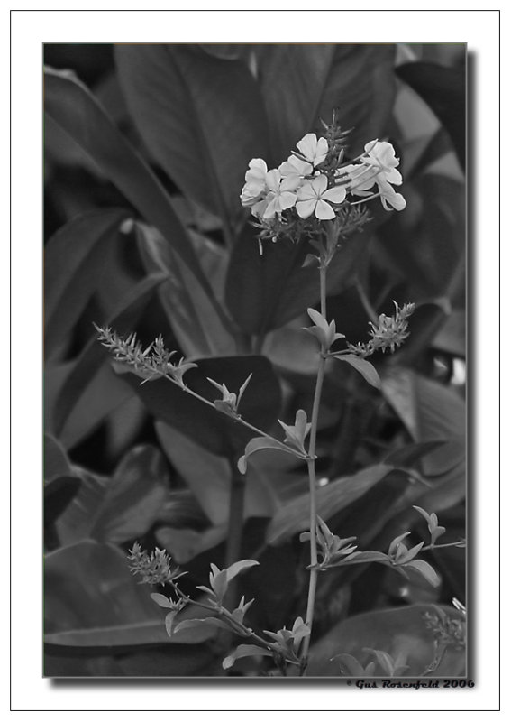 A pronounced Celebration<br>A Black And White Affair