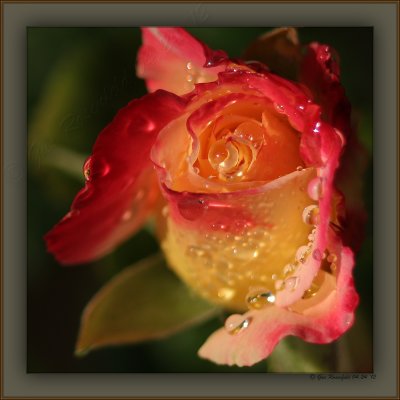 Wet Rose Bud In The Wind