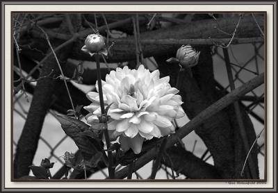 Garden In Concrete BW