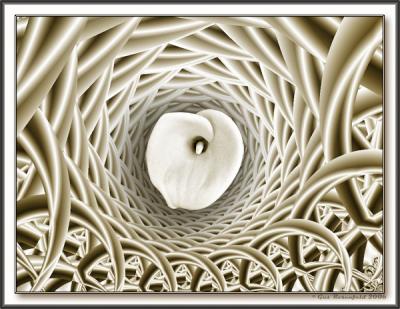 Calla Lily 3