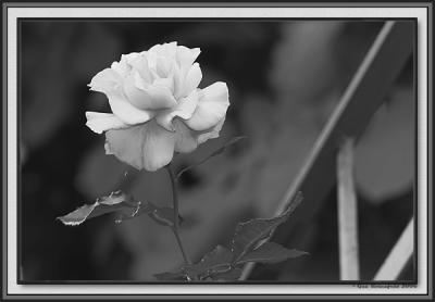 Railing Rose In The Evening<br>B&W
