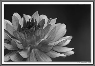 Dahlia Showing Warmth In Her Heart B&W