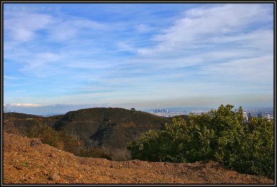 From Left: Mother Oak, Los Angeles and Century City Peeking Out Behind The Toyan/Cali' Holly