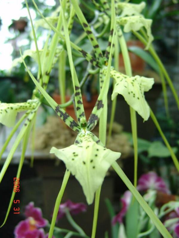 Montreal: Vườn Bách Thảo - Jardin Botanique