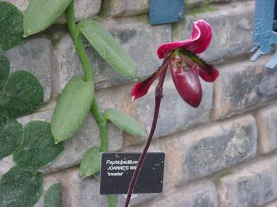 Montreal: Vườn Bách Thảo - Jardin Botanique