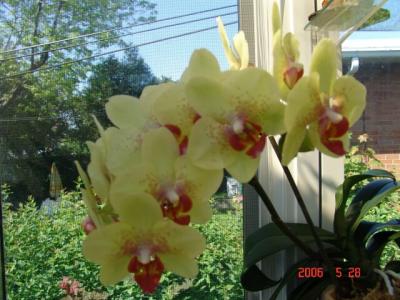 Montreal: Thú Chơi Lan - Orchids for fun