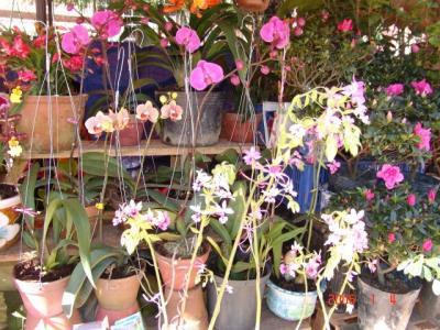 Ðà Lạt: Chợ Hoa - DaLat Flower Market