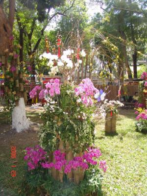 Saigon: Vườn Tao Ðàn - Spring Flower Festival