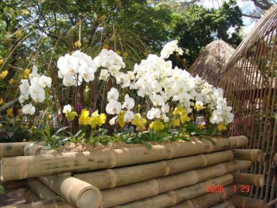 Saigon: Vườn Tao Ðàn - Spring Flower Festival