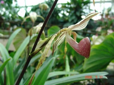 Montreal: Vườn Bách Thảo - Jardin Botanique