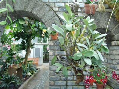 Montreal: Vườn Bách Thảo - Jardin Botanique