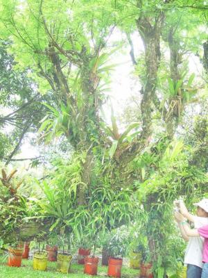 Panama: Lan rừng ơi, Lan rừng ! - Rain forest orchids
