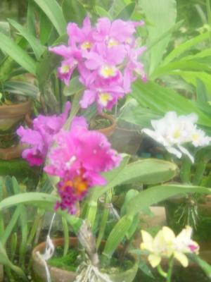 Panama: Lan rừng ơi, Lan rừng ! - Rain forest orchids