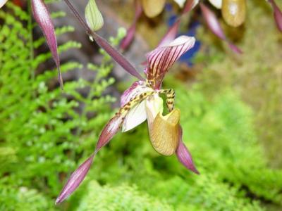 Niagara Falls Niagara Falls green house: Lan trong nhà kính - Orchids and Flowers