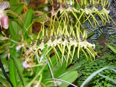 Niagara Falls green house: Lan trong nhà kính - Orchids and Flowers