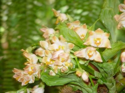 Niagara Falls green house: Lan trong nhà kính - Orchids and Flowers