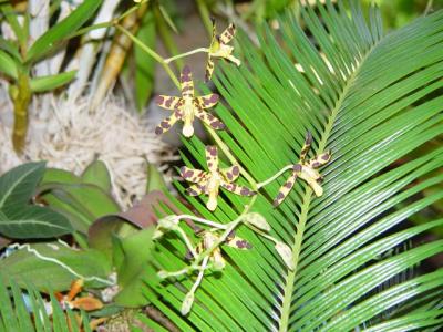 Niagara Falls green house: Lan trong nhà kính - Orchids and Flowers