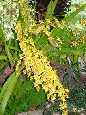 Niagara Falls green house: Lan trong nhà kính - Orchids and Flowers