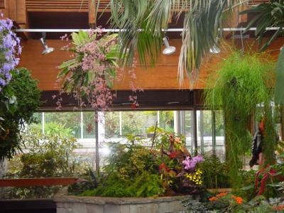 Niagara Falls green house: Lan trong nhà kính - Orchids and Flowers