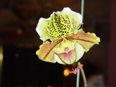Toronto: Thú Chơi Lan - Orchid hobby