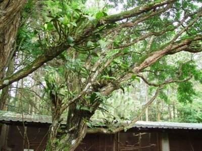 Lan rừng tại Panama_DSC001050.jpg