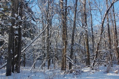Snow in the Woods