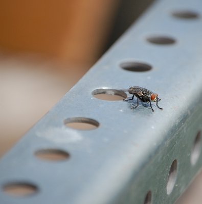 A Whole Fly