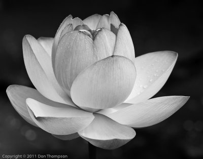 _MG_2583B&W-2.jpg