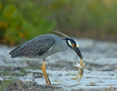 Yellow Crowned Night Heron