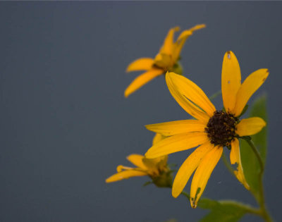 CRW_0924.jpg