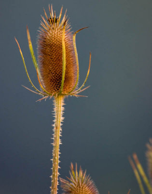 CRW_0925.jpg