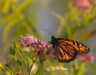 CRW_0994.jpg