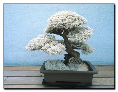 DSC_Bonsai 01.JPG