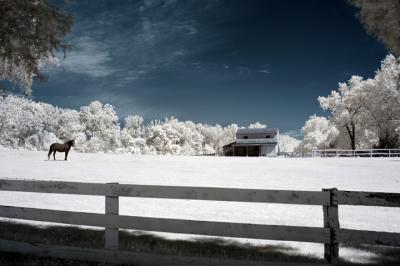 Horse and Barn