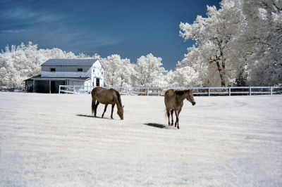 Two Horses.JPG