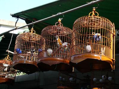 034 Bird Market.jpg