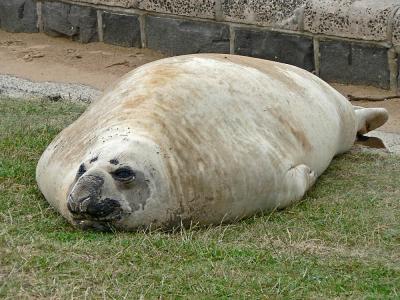 295 Henry elephant seal.jpg