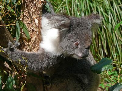 319L Koala.jpg