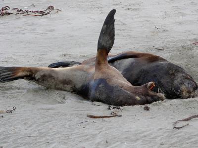 g4/07/383707/3/52391560.398sealionsonbeach.jpg