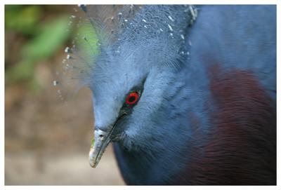 blue bird show