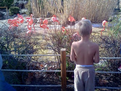 Simon at zoo: no shirt?!