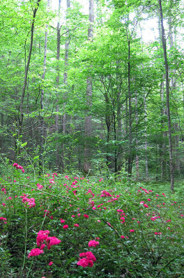 An old Appalachian homesite