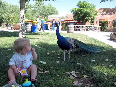 Peacock also seems hungry