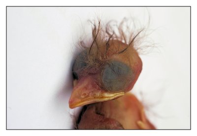 First Angry Birds casualty