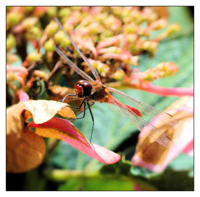 insects, bugs and other small things