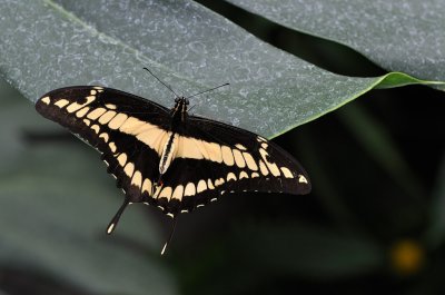 Porte-queue thoas - Papilio thoas