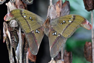 Papillon cobra - Attacus atlas